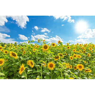 " Sunflowers In Summer " by Fotojog