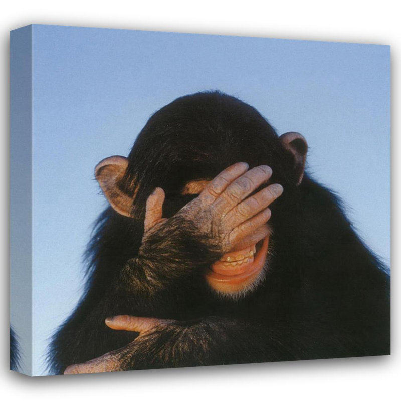 Chimpanzé embarrassé, H 20 po x l 20 po