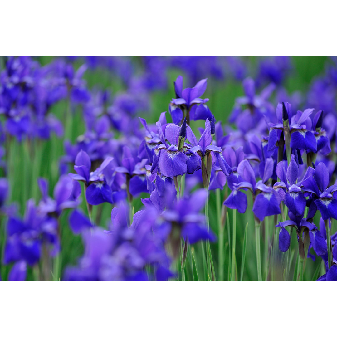 Blaue Iris von Aimintang - Druck