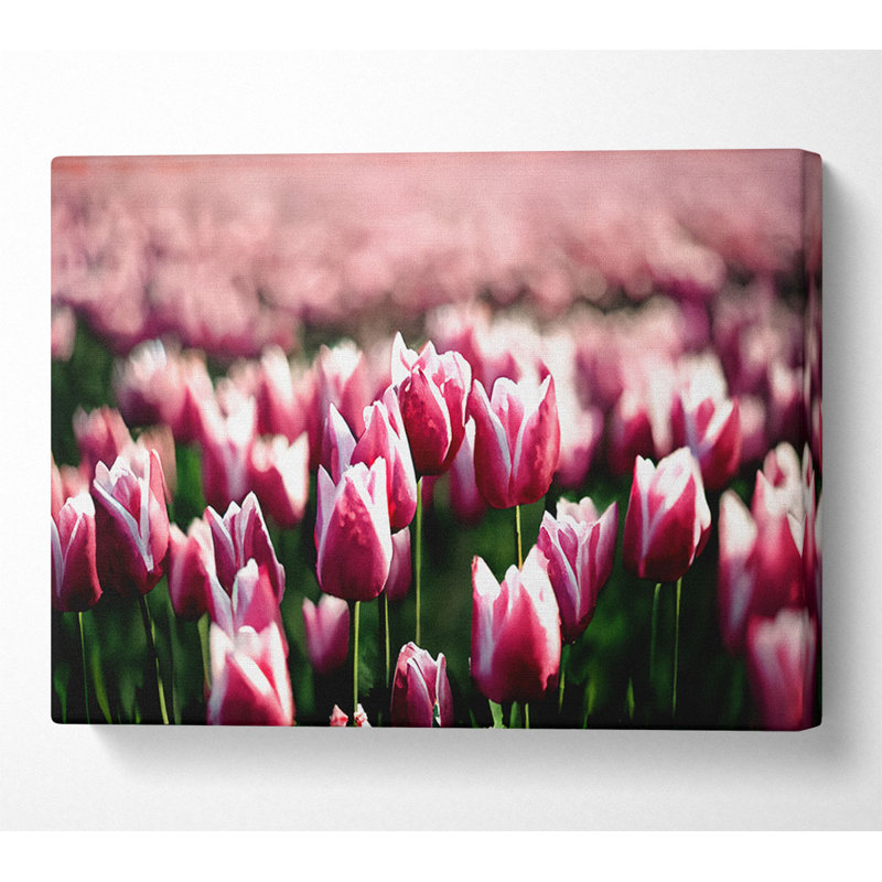 Pink Tulips Spring - Wrapped Canvas Art Prints, 66cm H x 106.6cm W x 10cm D