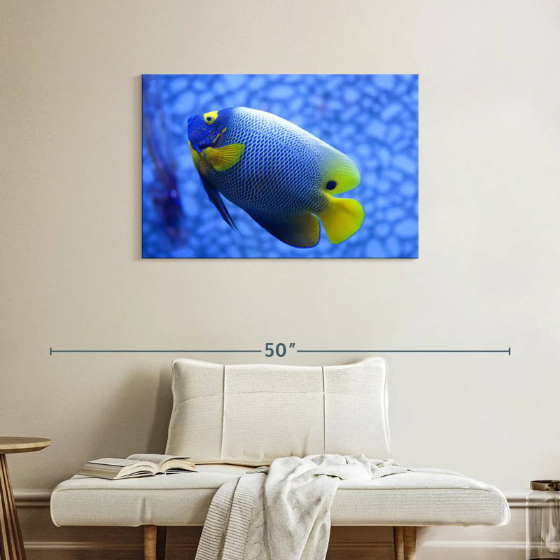 Angelfish bleu corail Brampt, H 24 po x l 36 po