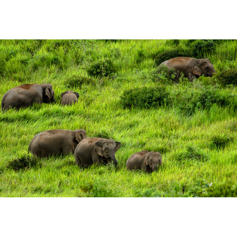 Elephants - Wrapped Canvas Print, 20cm H x 30cm W x 3.8cm D