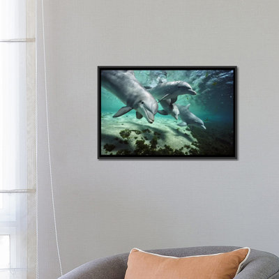 " Bottlenose Dolphin Pod, Hawaii " by Flip Nicklin