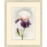 Purple Iris 1 Print