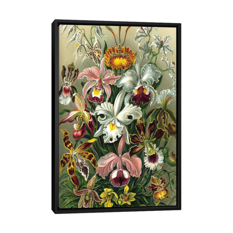 « haeckel orchidées », impression sur toile, H 26 po x l 18 po x P 1,5 po, Toile avec cadre noir, Pas de tapis