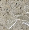 6" x 6" SeaStone Fish Tail Fossil Square Edge Medallion Tile in White