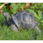 Tortoise Statue