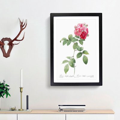 Seven Sisters Roses in Pink by Pierre-Joseph Redoute - Picture Frame Painting Print