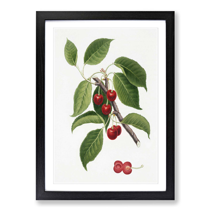 Sour Cherry Tree by Giorgio Gallesio - Picture Frame Painting Print, Black Framed, 65cm H x 48cm W x 2cm D