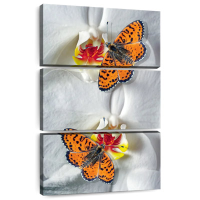 Brampt Orange Butterfly Duo