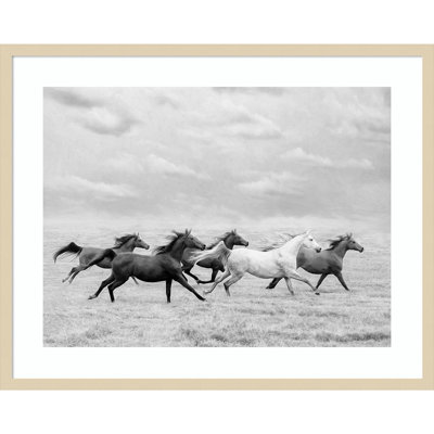 Horse Run I Photo Print by PHBurchett