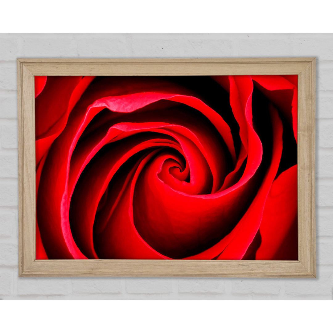 Gerahmtes Leinwandbild Red Rose Silk