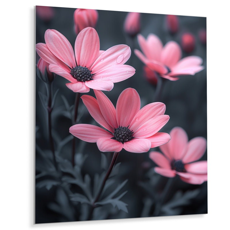 Monochromes roses et noires, photo I - marguerites, art mural, Métal métal, H 12 po x l 20 po