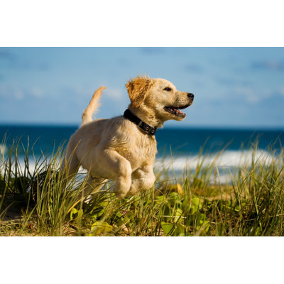 Puppy Jumping on the Beach 1 Piece Wrapped Canvas Wall Art