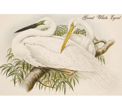 Grande aigrette blanche-impression d’art graphique