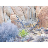 Joshua Tree Still Life Print by Bruce Heinemann