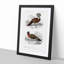 Bird Illustrations PL. 7 by Charles D' Orbigny - Single Picture Frame Painting-55457159-55457158