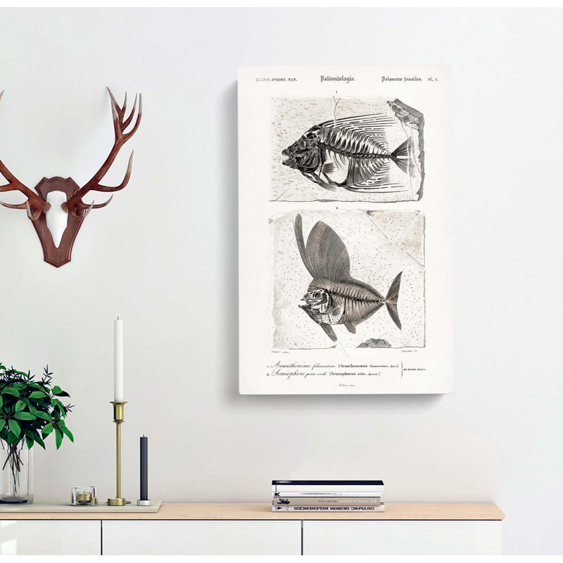 Fish Fossil Illustrations Pl. L by Charles d' Orbigny - Wrapped Canvas Painting Print, 50cm H x 35cm W x 3cm D