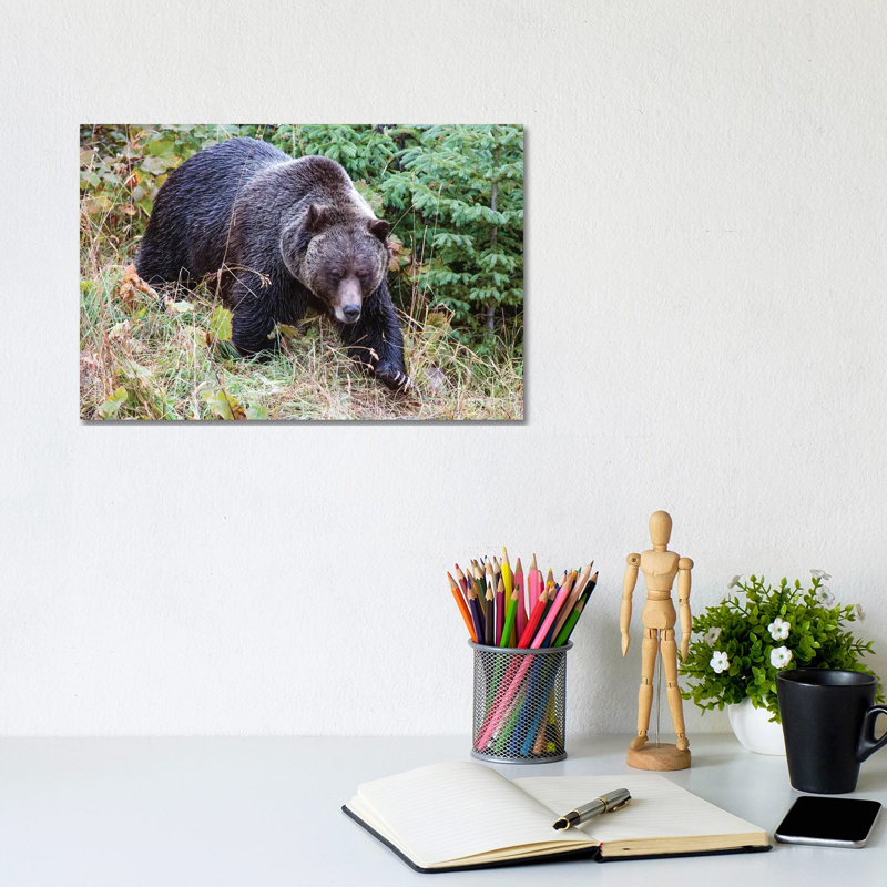 Grizzly Bear I by Matteo Colombo - Wrapped Canvas Print, 20.32 cm H x 30.48 cm W