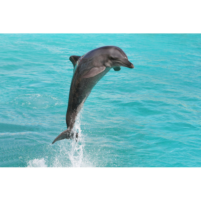" Dolphin Bottlenose " by Fouroaks, 12" W x 8" H