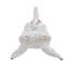 Coral Look Shark  19.5" x 7.5" x 7.5"  White