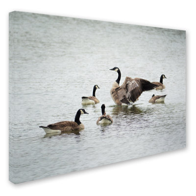Vidur 'Show Off Canadian Geese' Photographic Print on Wrapped Canvas