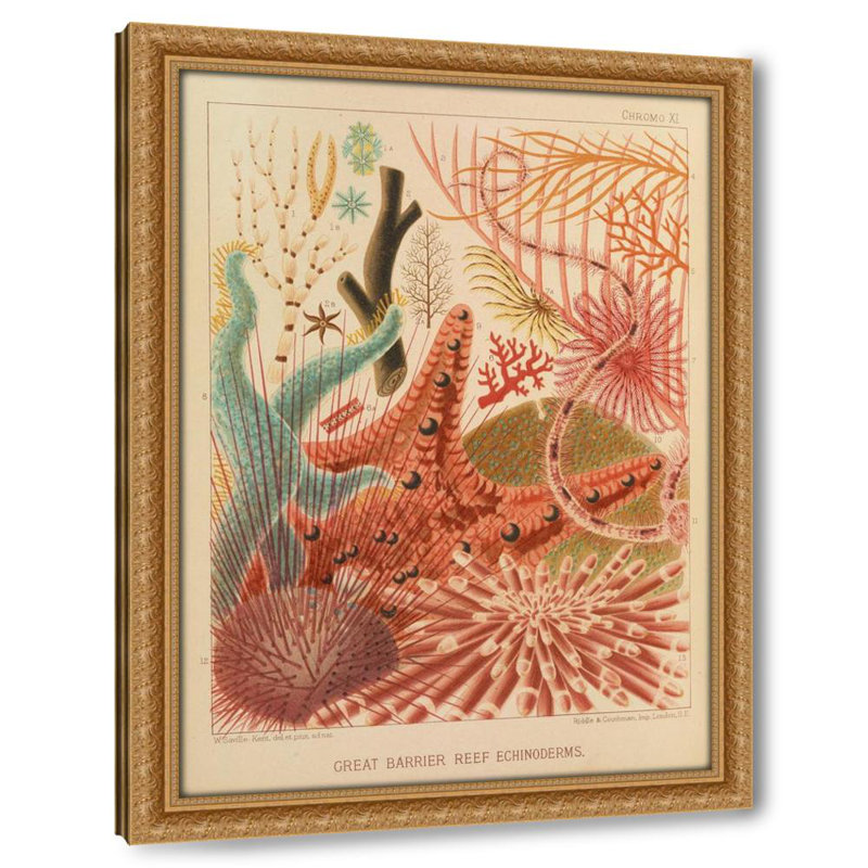 Great Barrier Reef Echinoderms (1893)