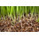 «Grass Growing Vermiculite» par Oersin - reproduction