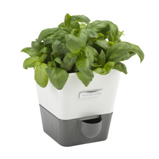 Herb Pot