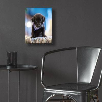 «Black Lab Pup 12» par Jonathan Ross