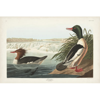 Pl 331 Goosander Duck