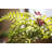 21.7'' Faux Fern Plant