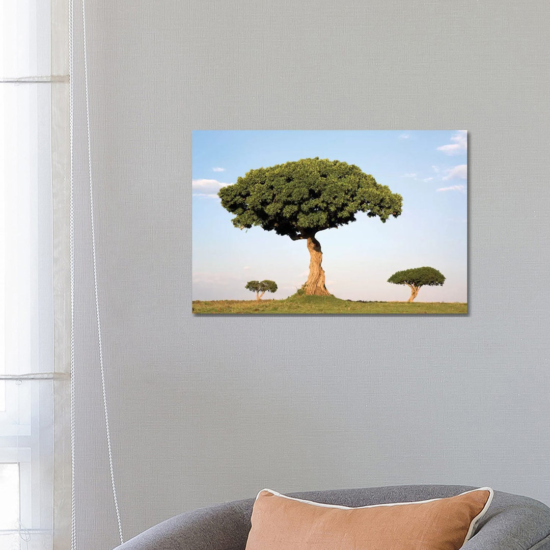 Acacia Trees, Masai Mara National Reserve, Kenya