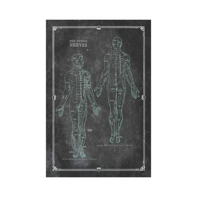 " Anatomy Of The Spinal Nerves " by ChartSmartDecor