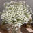 Maldonado Breath Floral Arrangement-322566844