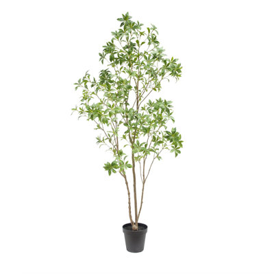 TREE LAUREL GROWER 7FT