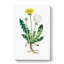 Dandelion Flowers Illustration by Pierre-Joseph Redoute - Wrapped Canvas-55342580