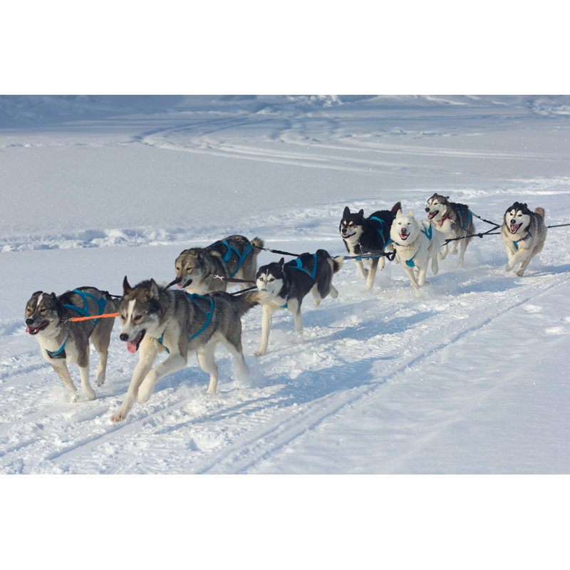 Husky Dogs in Winter par Belovodchenko - Photographie sur toile tendue, H 8 po x l 12 po