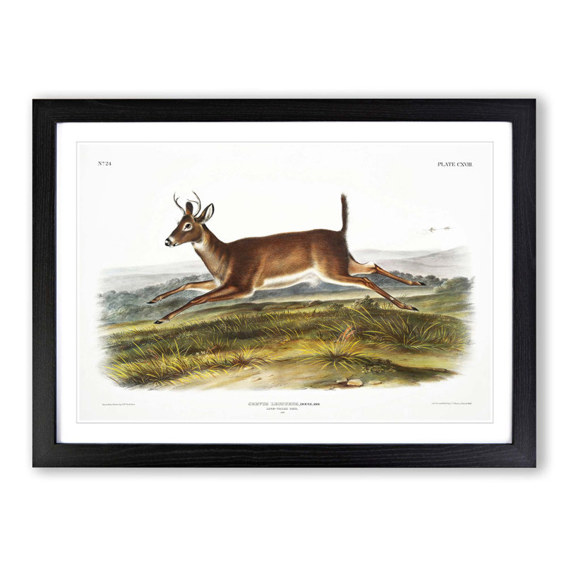 Long-Tailed Deer by J.W. Audubon - Picture Frame Painting Print, 60cm H x 91cm W x 2cm D, Black