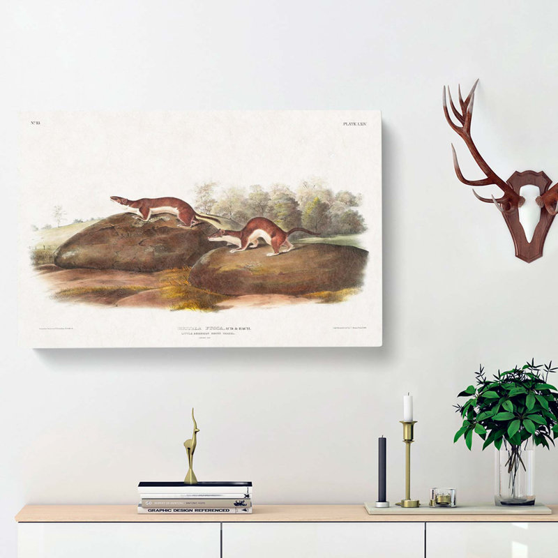 American Brown Weasels - Wrapped Canvas, 35cm H x 50cm W x 3cm D