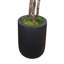 Peperomia en pot de fibres