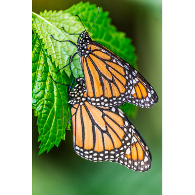 Wylandville " Monarch Butterflies "