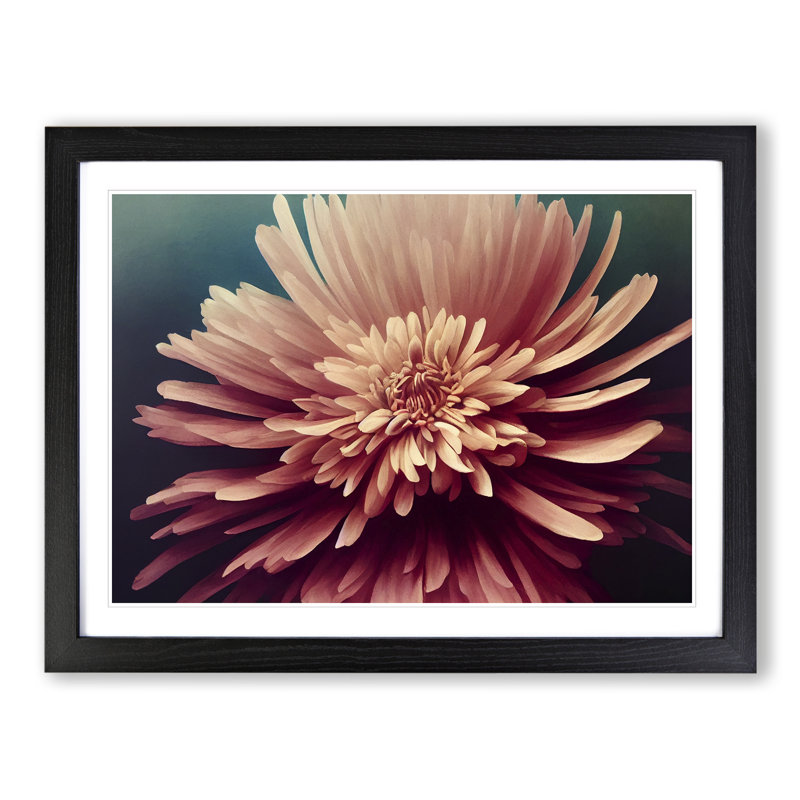 Bold Chrysanthemum Flower - Single Picture Frame Print, 46cm H x 64cm W x 2cm D, Black Framed