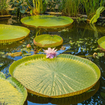 «Giant Water Lilly» par Hildaweges - photographie sur toile tendue