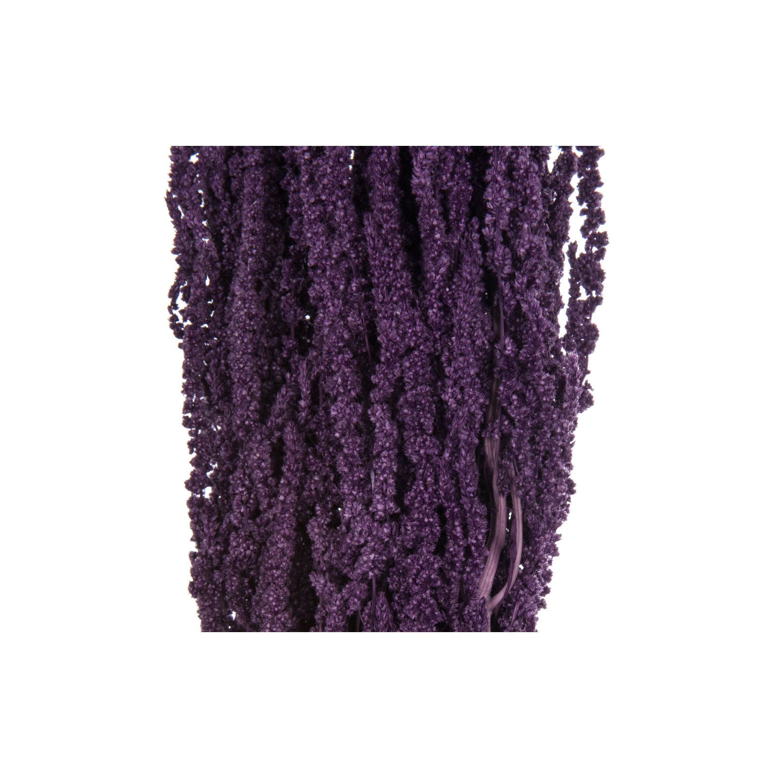 30" Amaranthus Bundle, Preserved, Violet