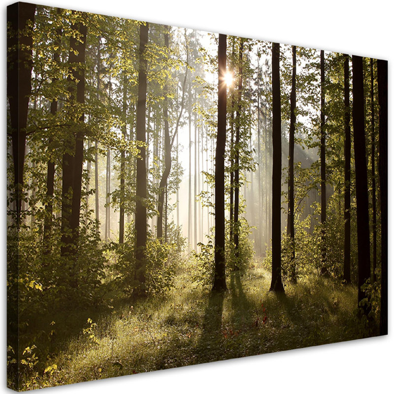 Morning In The Forest - No Frame Print on Canvas