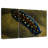 Linda's Flatworm-378713071
