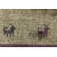 Lucas-John Performance Wool Indoor Rug