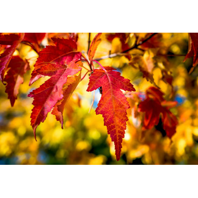 " Red Oak Leaf " by Jim Merkley