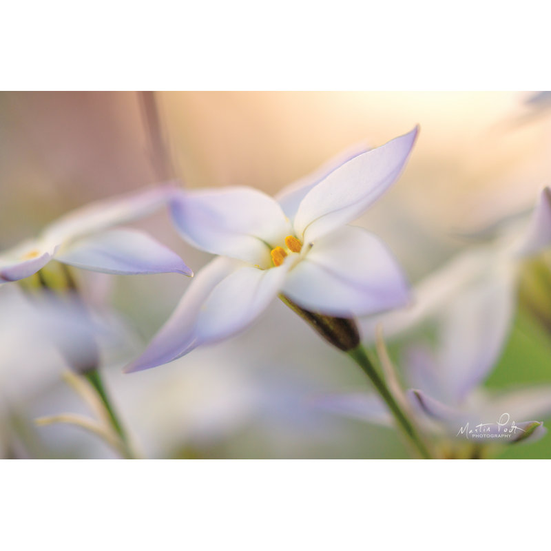 " Delicate " by Martin Podt, 24" H x 36" W, Walnut Single Picture Framed Paper with Mat